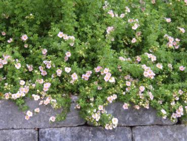 Auf die Krone einer Steinmauer gepflanzt: Potentilla Pretty Polly