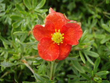 Potentilla fruticosa Red Robin®