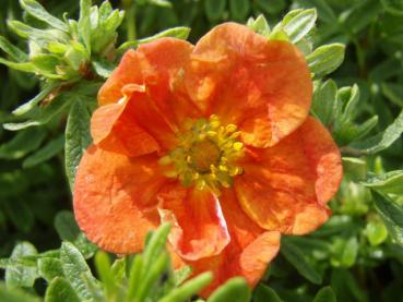 Röd ölandstok Red Ace - Potentilla fruticosa Red Ace