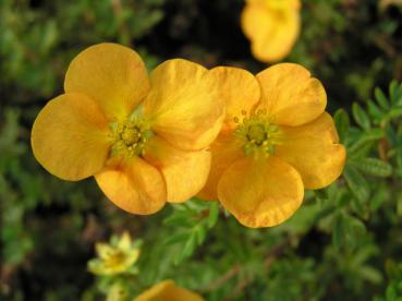 Fingerstrauch Tangerine - gelb-orange Blüten