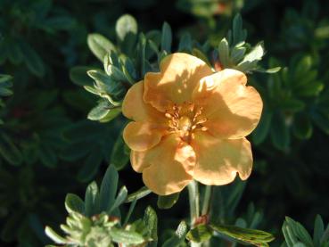 Fingerstrauch Tangerine - orange Blüte