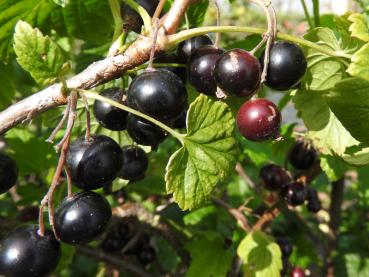 Schwarze Johannisbeere - Rosenthals Langtraubige