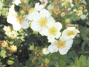 Potentilla fruticosa Tilford Cream - Fingerstrauch Tilford Cream