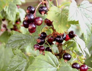 Schwarze Johannisbeere - Silvergieters Schwarze