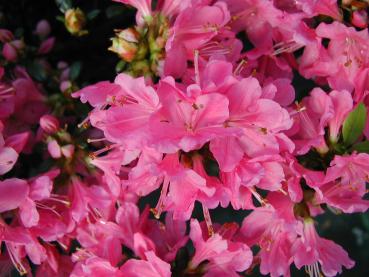 Japanische Azalee rosarot - Azalea japonica Hybride rosarot