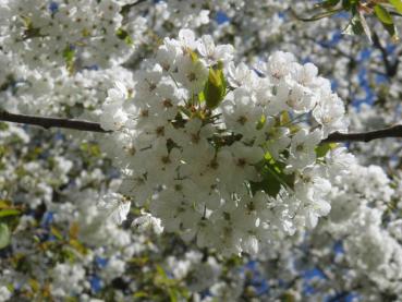 Vogelkirsche - weiße Blüten