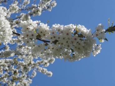 Prunus avium trägt zahlreiche weiße Blüten.