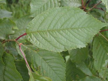 Vogelkirsche - Blatt