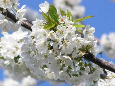 Die Blüte von Prunus avium ist auch bei Bienen beliebt.