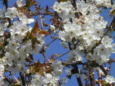 Weiße Blüten der Vogelkirsche