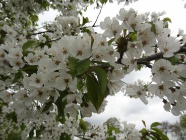 Prunus avium trägt zahlreiche weiße Blüten.