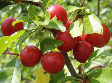 Wildpflaume, Wilde Mirabelle - rote Früchte