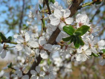 Weißblühende Wilde Mirabelle