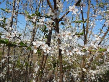 Die Wilde Mirabelle ist auch bei Bienen beliebt.