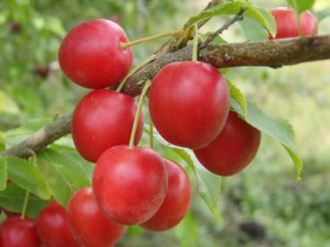 Rote Früchte der Prunus cerasifera