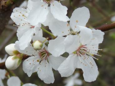 Die weiße Blüte von Prunus cerasifera (Wildpflaume)