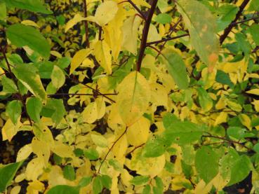 Gelbes Herbstlaub - Prunus cerasifera