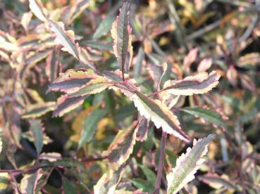 Prunus cerasifera Harlequin