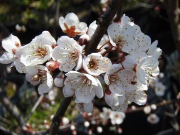 Rosa Blüten der Großfrüchtigen Blutpflaume