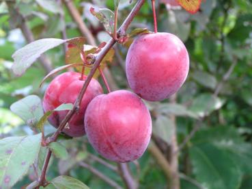 - Blütensträucher, Prunus Eggert Hollywood - cerasifera Baumschule Heckenpflanzen Baumschulen,