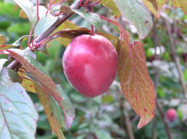 Die essbare Frucht der Großfrüchtige Blutpflaume