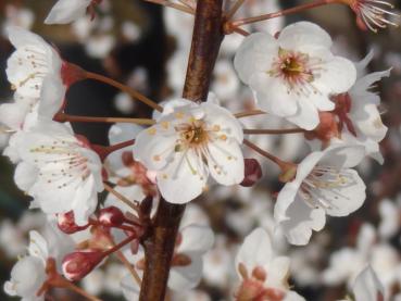 Die rosa Blüte und noch geschloosene Knospen von Prunus cerasifera Hollywood (Großfrüchtige Blutpflaume Hollywood)