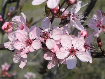 Prunus cerasifera Nigra - Blutpflaume