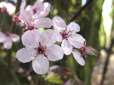 Zarte rosa Blüten der Blutpflaume