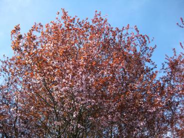 Die Blutpflaume ist ein hübscher, reichblühender Kleinbaum.