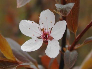 Blutpflaume - Blüte in Nahaufnahme