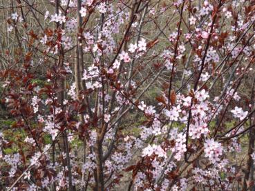Prunus cerasifera Nigra mit reicher rosa Blüte im April