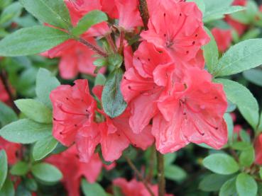 Azalea japonica Hybride rot - Japanische Azalee rot