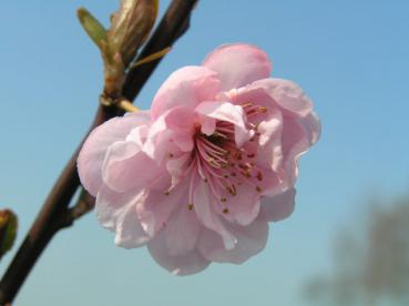 Prunus cerasifera Pleniflora - Gefülltblühende Blutpflaume