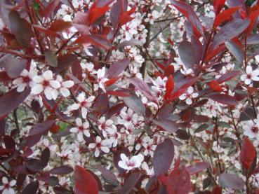 Prunus cistena - Zwerg-Blutpflaume