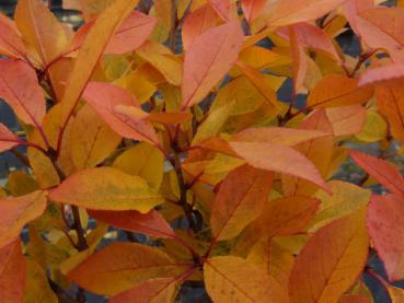 Eindrucksvolles Herbstlaub bei der Kugel-Steppenkirsche