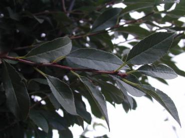 Sattes Grün: Das Laub von Prunus fruticosa Globosa