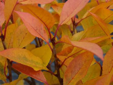 Die Kugel-Steppenkirsche mit ihrer prächtigen Herbstfärbung