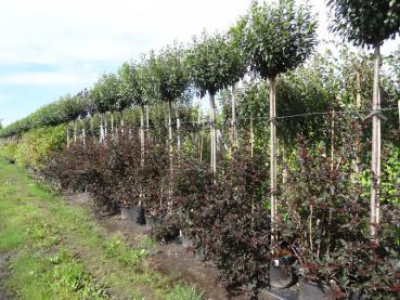 Prunus fruticosa in unserem Quartier (August 2014)