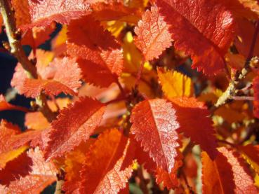 Orangerotes Herbstlaub der Fujikirsche, Märzkirsche