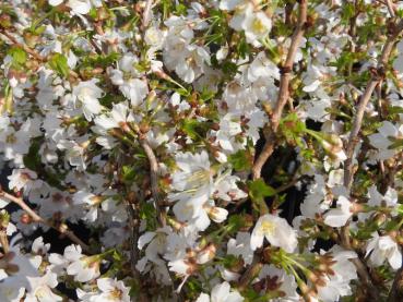 Rosa Blüten der Märzkirsche Kojou-no-mai