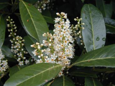 Kirschlorbeer Caucasica - weiße Blüten