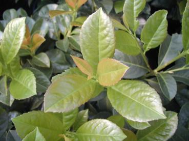 Kirschlorbeer Etna - immergrüne Blätter