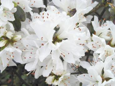 Japanische Azalee weiß - Azalea japonica Hybride weiß