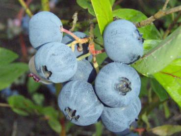 Kulturheidelbeere Bluecrop - leckere blaue Früchte