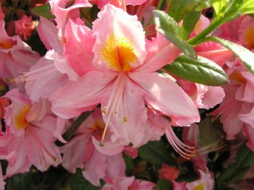 Azalea Knap Hill Hybride rosa blühend - Großblumige Azalee rosa blühend