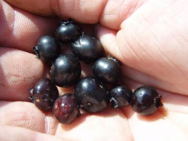 Kleine, dunkelblaue Beeren der Kulturheidelbeere Emil