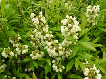 Vaccinium angustifolium Emil