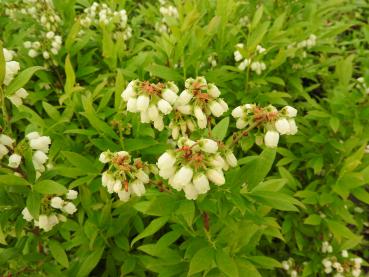 Vaccinium angustifolium Emil