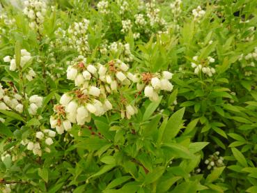 Vaccinium angustifolium Emil