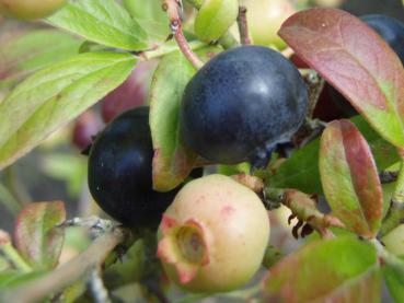 Kulturheidelbeere Emil - heranreifende Blaubeeren